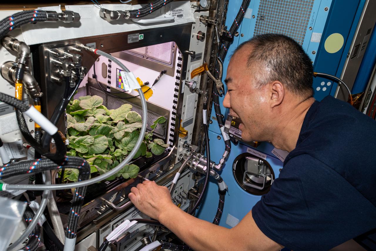 iss064e006454 (Nov. 27, 2020) --- JAXA (Japan Aerospace Exploration Astronaut) astronaut and Expedition 64 Flight Engineer Soichi Noguchi checks out radish plants growing for the Plant Habitat-02 experiment that seeks to optimize plant growth in the unique environment of space and evaluate nutrition and taste of the plants.