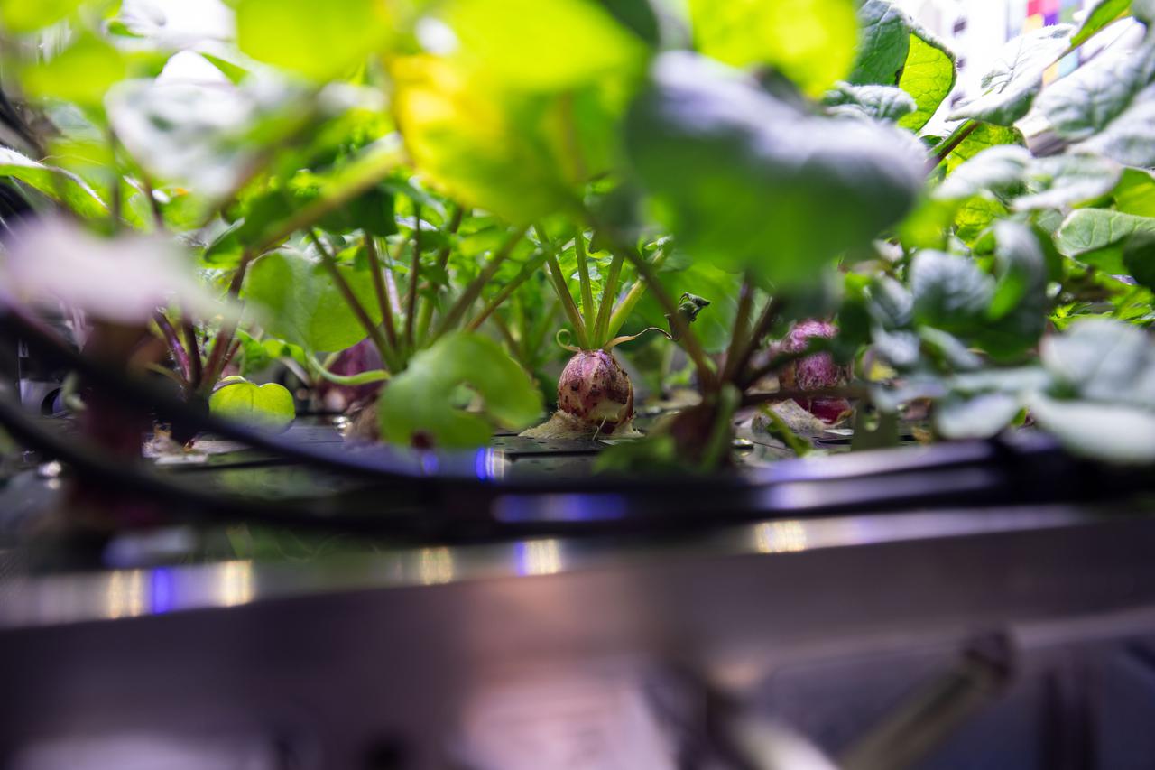 iss064e006479 (November 27, 2020) --- Documentation of radish plants growing in the Advanced Plant Habitat Science Carrier prior to leaf sampling operations (OPS) for the Assessment of Nutritional Value and Growth Parameters of Space-grown Plants (Plant Habitat-02) experiment. Photo was taken in the Kibo Japanese Experiment Module (JEM).