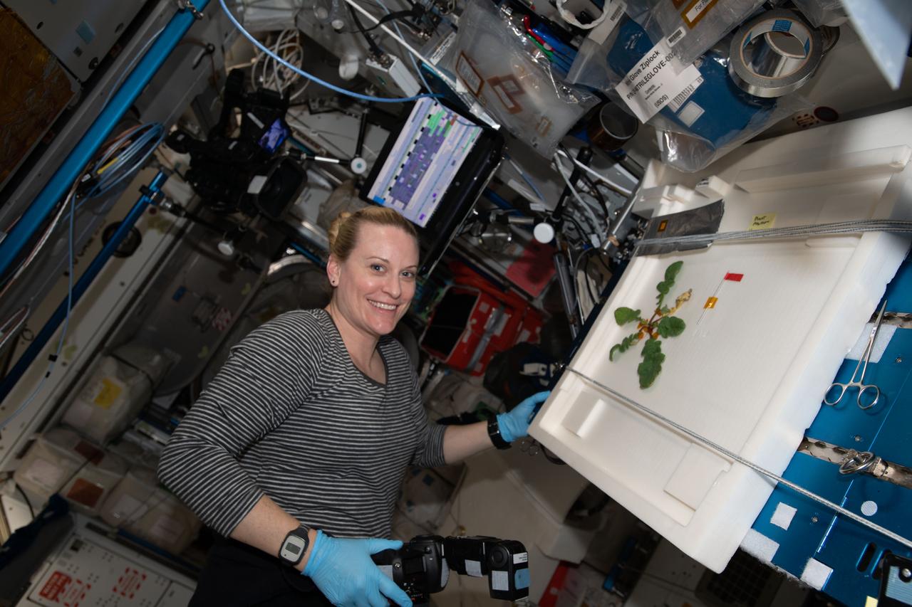 iss064e008215 (Nov. 30, 2020) --- NASA astronaut and Expedition 64 Flight Engineer Kate Rubins photographs radish leaves she cut from the bulb and harvested after a four week grow period for the Plant Habitat-02 experiment.