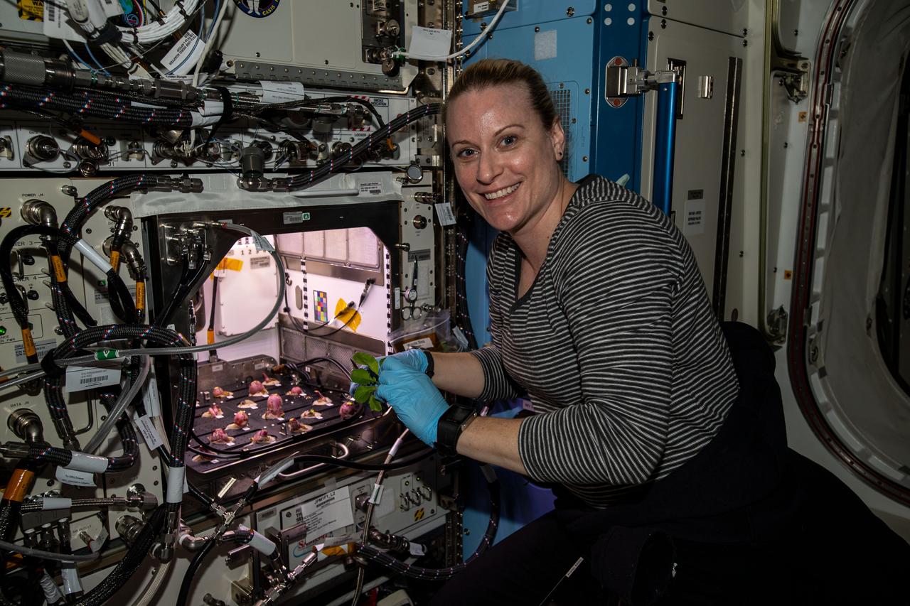 iss064e008380 (Nov. 30, 2020) --- NASA astronaut and Expedition 64 Flight Engineer Kate Rubins is pictured with radish bulbs after harvesting operations for the Plant Habitat-02 experiment. The space botany investigation seeks to optimize plant growth in the unique environment of space and evaluate nutrition and taste of the plants.
