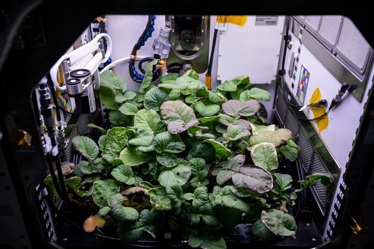 iss064e008476 (11/30/2020)  --- Photo documentation of the Plant Habitat-02 investigation aboard the International space Station (ISS). The Assessment of Nutritional Value and Growth Parameters of Space-grown Plants (Plant Habitat-02) uses the Advanced Plant Habitat to cultivate Radishes, a model plant that is nutritious and edible and has a short cultivation time. This research could help optimize plant growth in the unique environment of space, as well as evaluation of nutrition and taste of the plants.