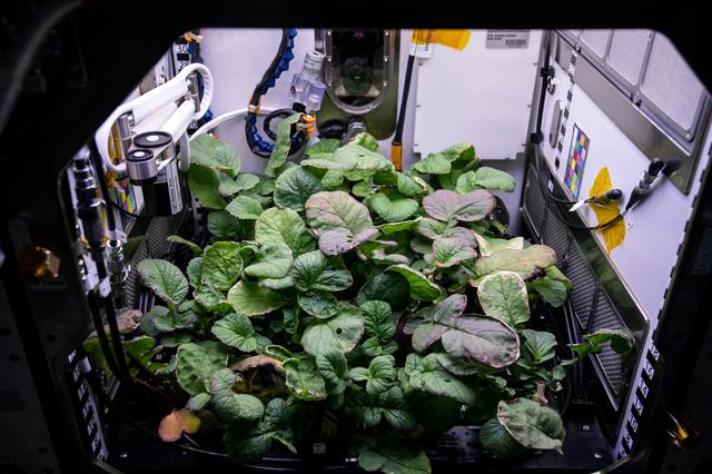 NASA image: iss064e008476