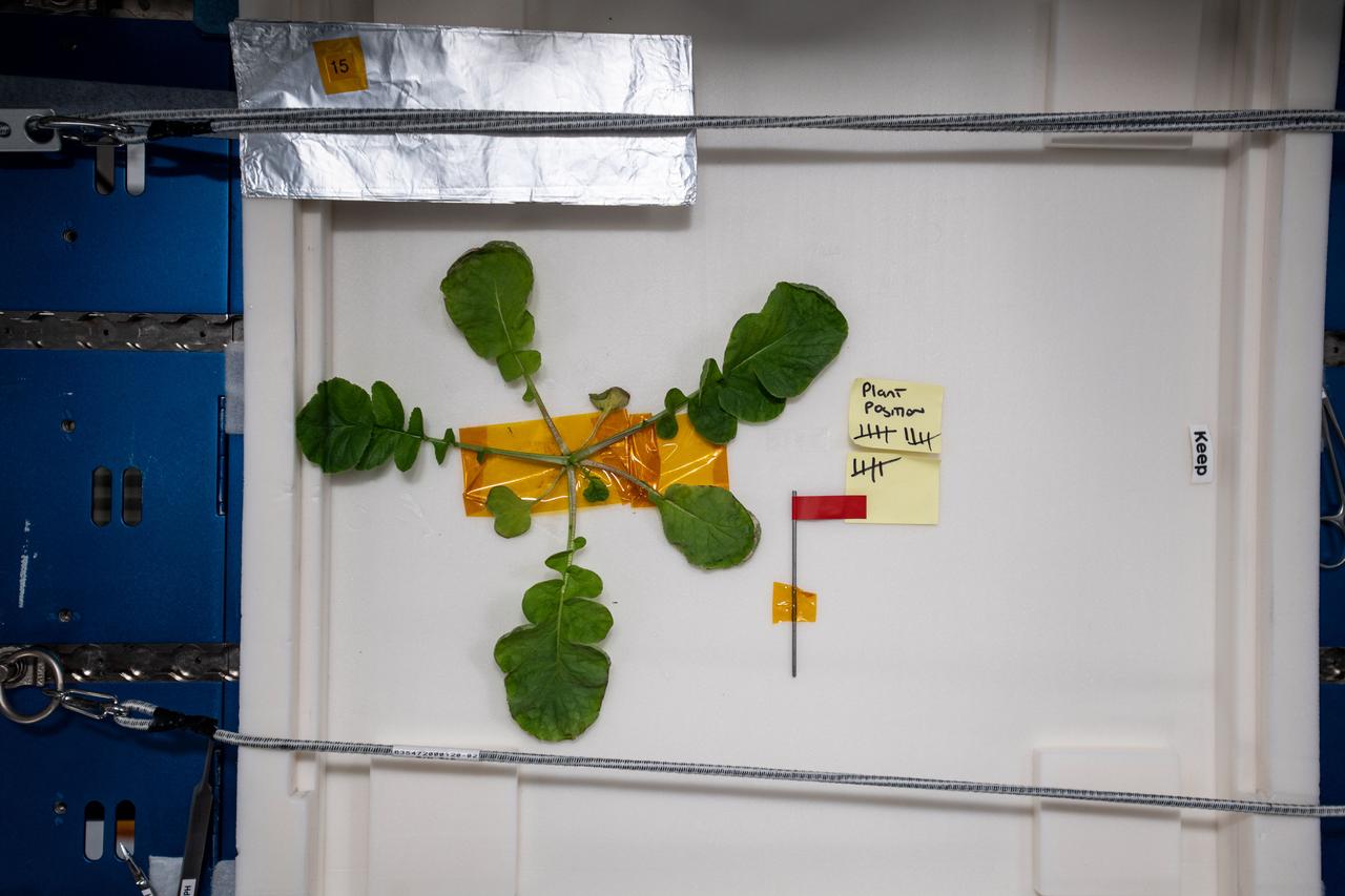 iss064e008675 (Nov. 30, 2020) --- Radish leaves cut from the bulb are attached to a work area in the Harmony module and spread out for photography after being harvested. Radish plants were grown aboard the International Space Station during a four week period for the Plant Habitat-02 experiment that seeks to optimize plant growth in the unique environment of space and evaluate nutrition and taste of the plants.