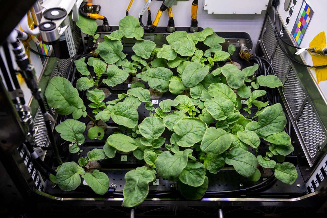 iss064e013129 (Dec. 20, 2020) --- Radish plants are pictured growing inside the International Space Station's Advanced Plant Habitat to help botanists learn about managing food production in space and evaluate nutrition and taste in microgravity.