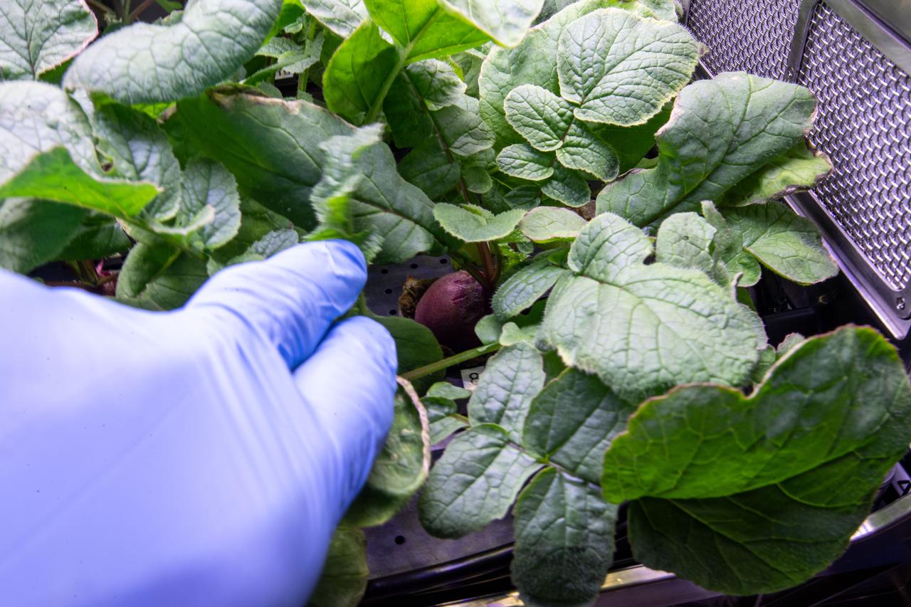 iss064e016025 (Dec. 27, 2020) --- A radish bulb is pictured amongst radish plants growing inside the International Space Station's Advanced Plant Habitat to help botanists learn about managing food production in space and evaluate nutrition and taste in microgravity.