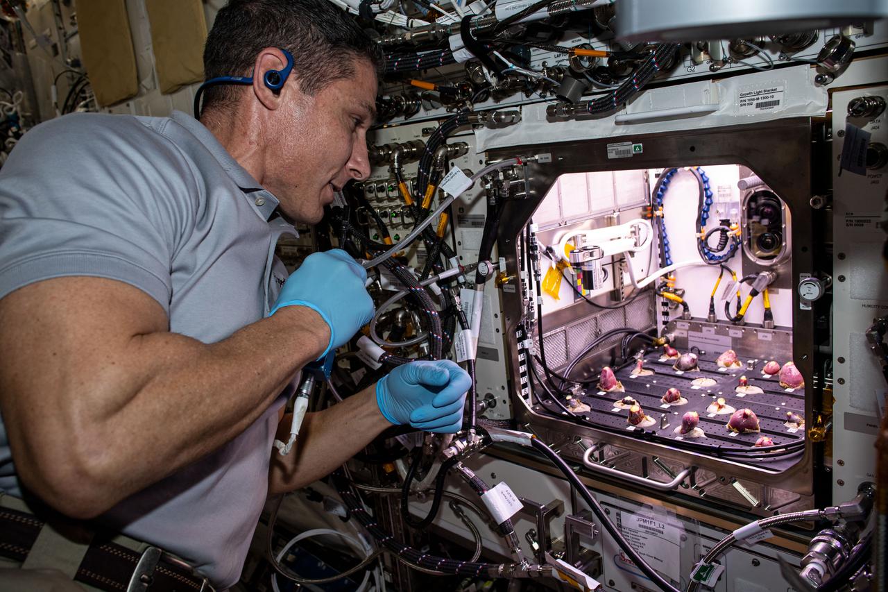 iss064e016651 (Dec. 30, 2020) --- Expedition 64 Flight Engineer and NASA astronaut Michael Hopkins examines radish bulbs inside the Advanced Plant Habitat after their leaves were harvested for the Plant Habitat-02 experiment. Their short cultivation time is ideal for researching space agriculture and evaluating nutrition and taste in microgravity.