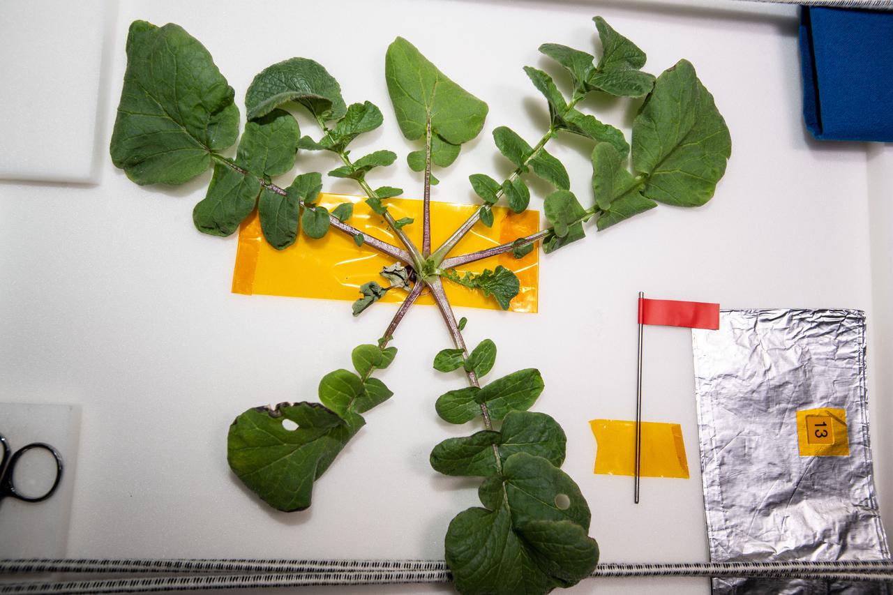 iss064e016688 (Dec. 30, 2020) --- Radish leaves cut from the bulb are attached to a work area in the Harmony module and spread out for photography after being harvested. Radish plants were grown aboard the International Space Station during a four week period for the Plant Habitat-02 experiment that seeks to optimize plant growth in the unique environment of space and evaluate nutrition and taste of the plants.