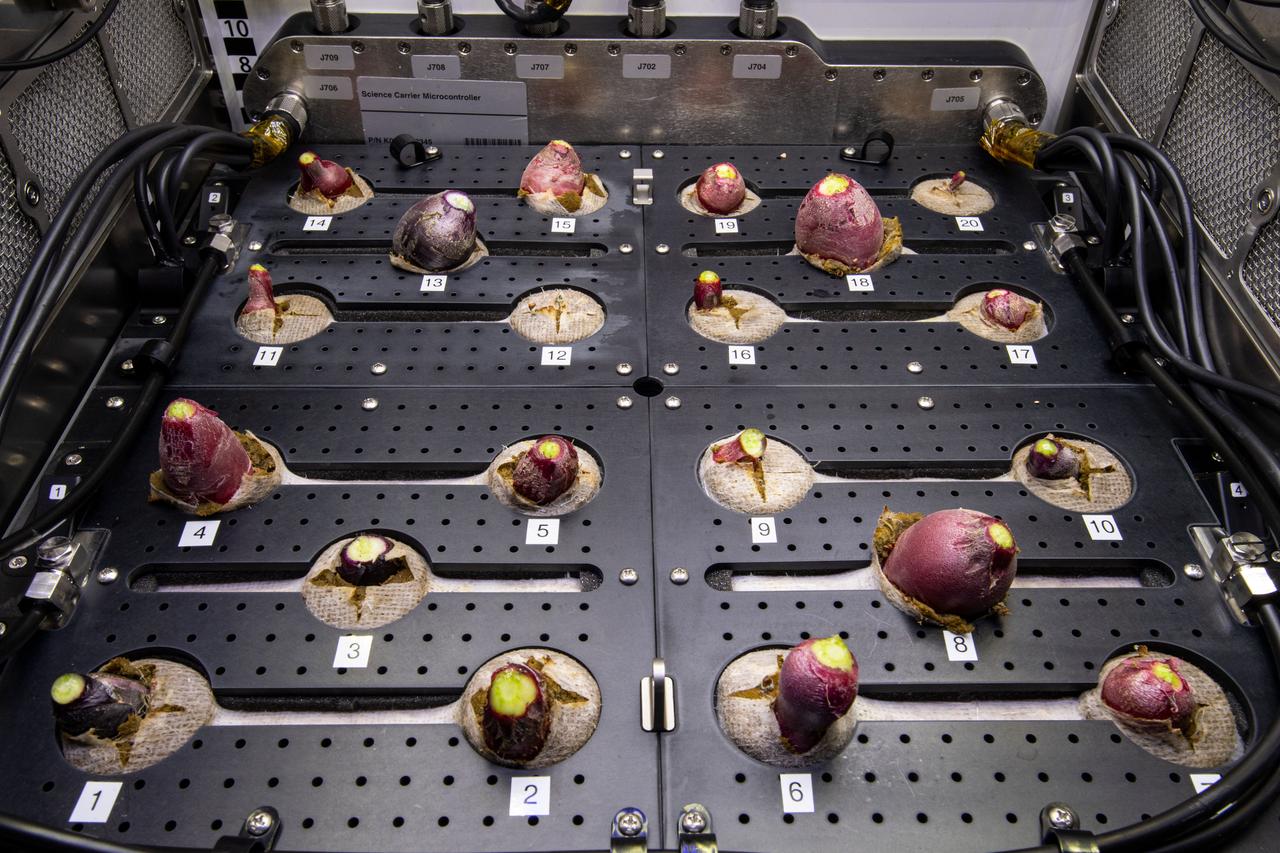 iss064e016711 (Dec. 30, 2020) --- Radish bulbs are pictured inside the International Space Station's Advanced Plant Habitat after the plants were harvested to help botanists learn about managing food production in space and evaluate nutrition and taste in microgravity.