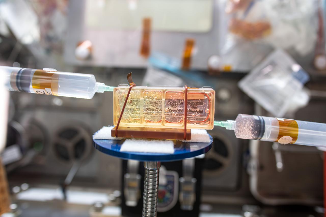 iss064e020062 (1/5/2021) --- A close-up view of the cell culture media change in a chamber containing engineered heart tissues as part of the Cardinal Heart experiment aboard the International Space Station (ISS). This investigation seeks to help scientists understand the aging and weakening of heart muscles to provide new treatments for humans on Earth and astronauts in space.