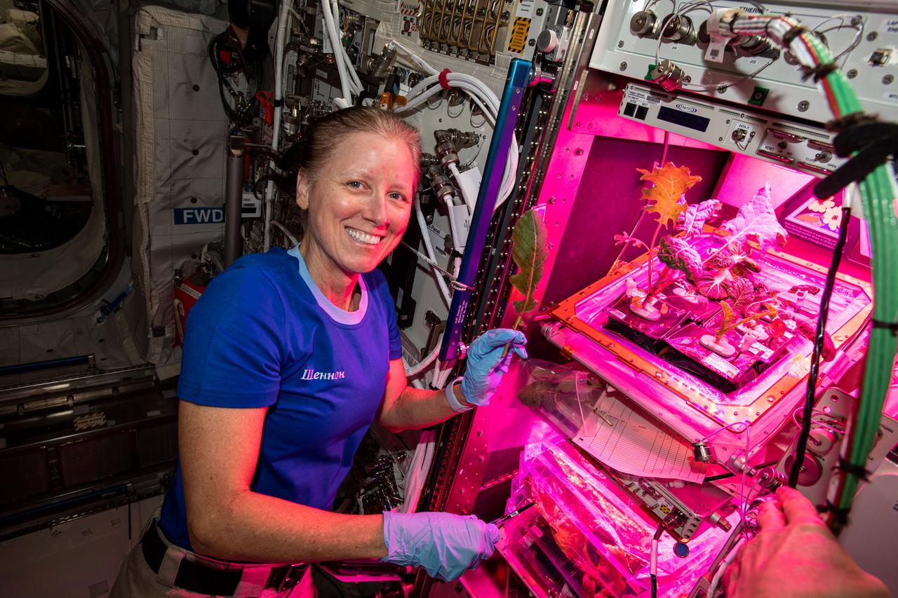 iss064e027736 (Jan. 28, 2021) --- NASA astronaut and Expedition 64 Flight Engineer Shannon Walker collects leaf samples from plants growing inside the European Columbus laboratory. Space agriculture is key to the success and sustainability of future human missions to the Moon, Mars and beyond.