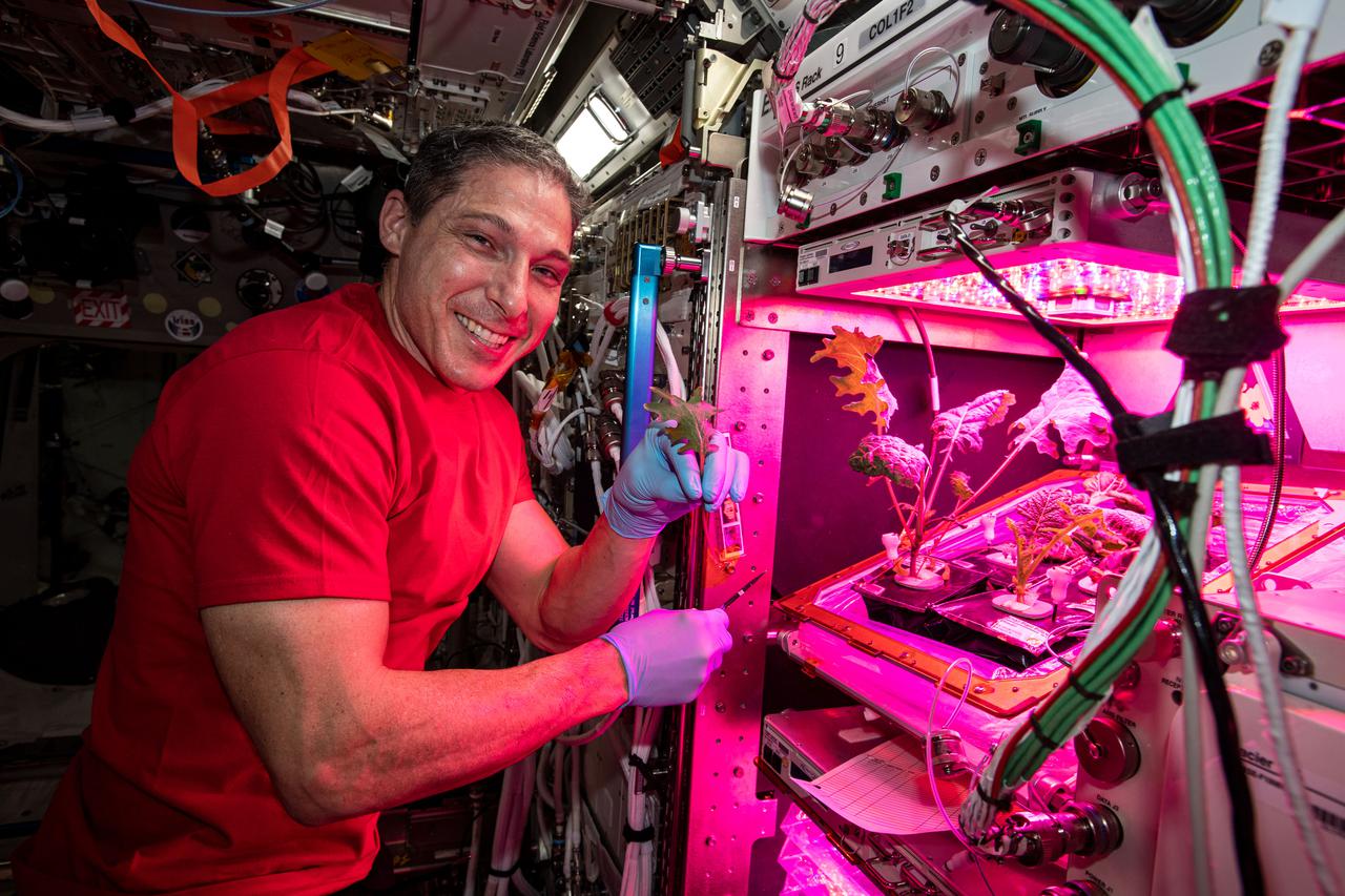iss064e027743 (Jan. 28, 2021) --- NASA astronaut and Expedition 64 Flight Engineer Michael Hopkins collects leaf samples from plants growing inside the European Columbus laboratory. Space agriculture is key to the success and sustainability of future human missions to the Moon, Mars and beyond.