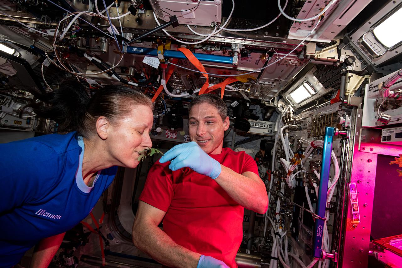 iss064e027748 (Jan. 28, 2021) --- NASA astronauts Shannon Walker and Michael Hopkins collect leaf samples from plants growing inside the European Columbus laboratory. Space agriculture is key to the success and sustainability of future human missions to the Moon, Mars and beyond.
