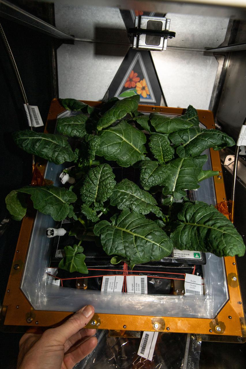iss064e038852 (March 1, 2021) --- Amara Mustard plants are pictured growing inside the Veggie space botany research facility aboard the International Space Station. The Veg-03 investigation is exploring how to grow food in space and assesses the impact of space gardening on crew morale and mood.