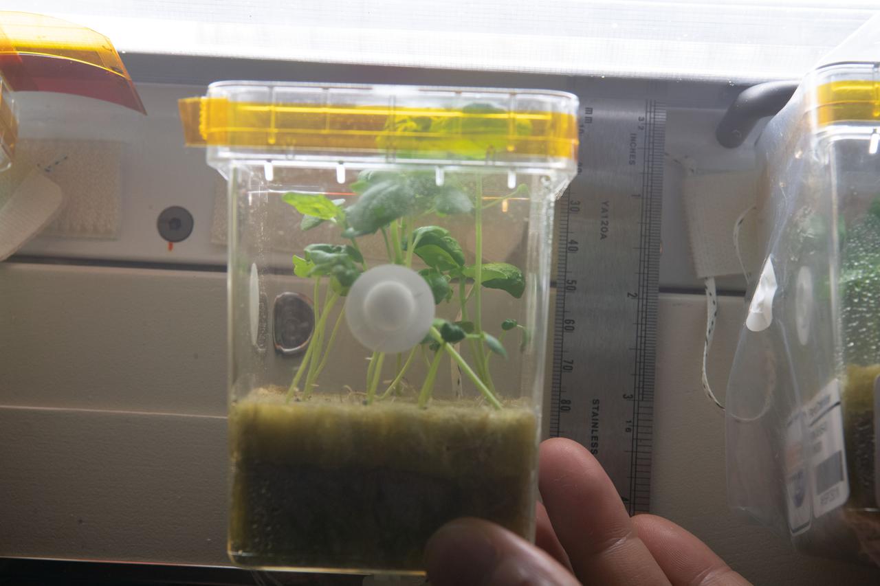 iss064e041150 (March 11, 2021) --- Plants are pictured growing inside a container for the Asian Herbs study. The space botany investigation is exploring ways to cultivate fast-growing plants used for traditional medicine and food flavoring.