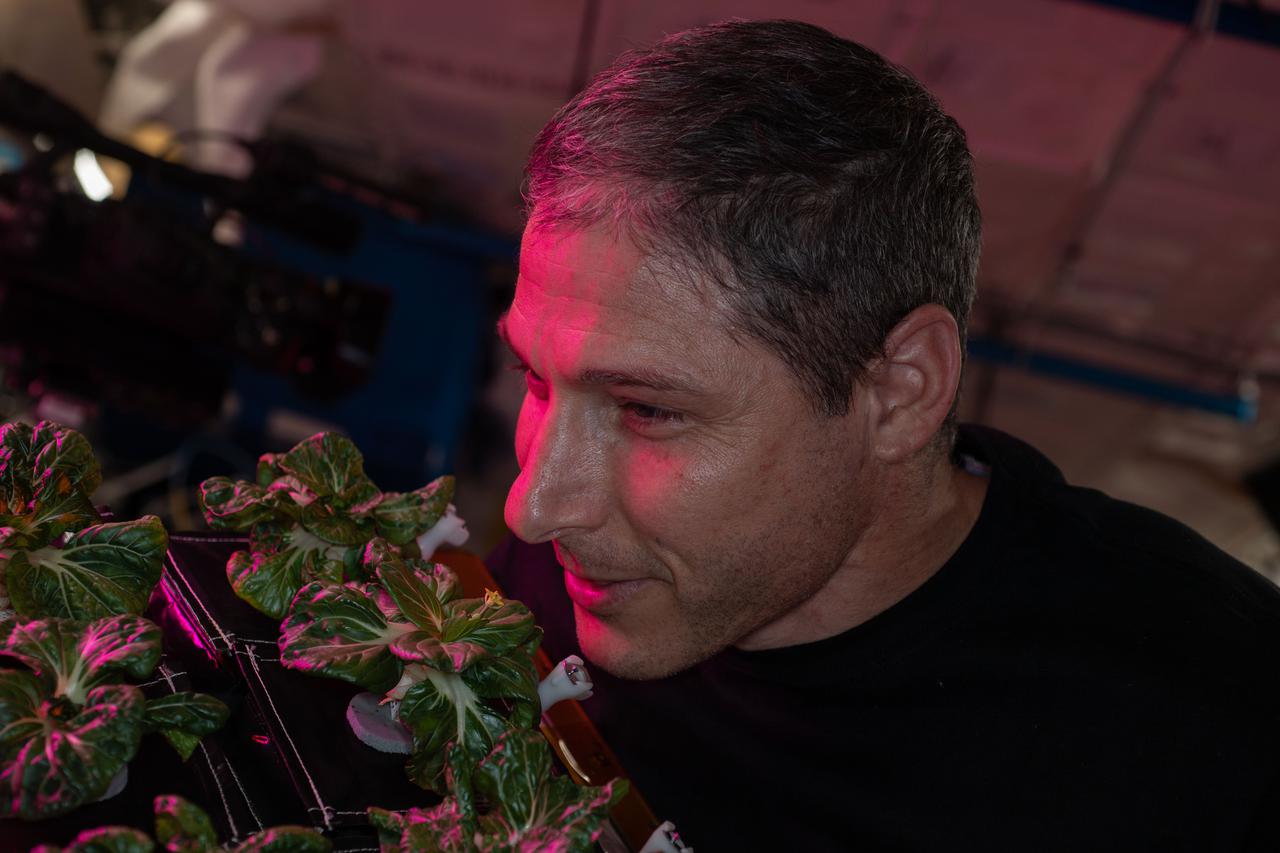 iss064e047070 (March 26, 2021) --- Astronaut and Expedition 64 Flight Engineer Michael Hopkins of NASA smells Extra Dwarf Pak Choi plants growing aboard the International Space Station. The plants were grown for the Veggie study which is exploring space agriculture as a way to sustain astronauts on future missions to the Moon or Mars.