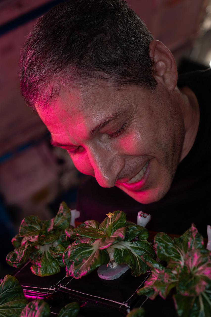 iss064e047072 (March 26, 2021) --- Astronaut and Expedition 64 Flight Engineer Michael Hopkins of NASA smells Extra Dwarf Pak Choi plants growing aboard the International Space Station. The plants were grown for the Veggie study which is exploring space agriculture as a way to sustain astronauts on future missions to the Moon or Mars.