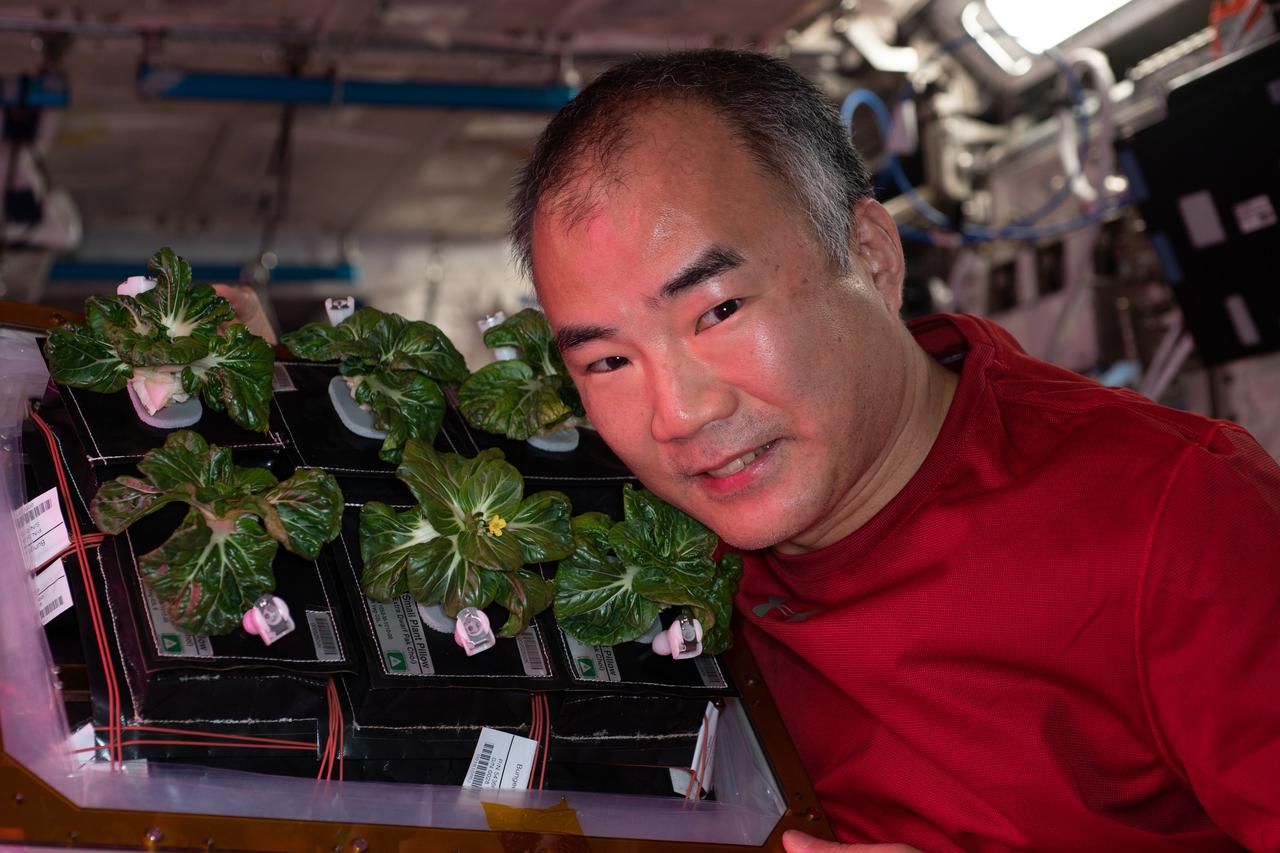 iss064e047074 (March 26, 2021) --- Astronaut and Expedition 64 Flight Engineer Soichi Noguchi of the Japan Aerospace Exploration Agency displays Extra Dwarf Pak Choi plants growing aboard the International Space Station. The plants were grown for the Veggie study which is exploring space agriculture as a way to sustain astronauts on future missions to the Moon or Mars.