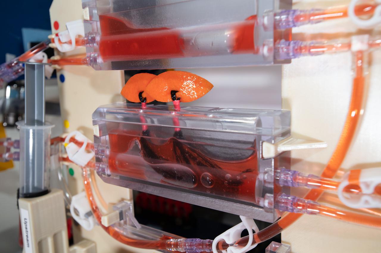 iss064e049484 (3/31/2021) ---  A view of the Plant Water Management 3 and 4 investigation aboard the International space Station (ISS). The Plant Water Management 3 and 4 investigation demonstrates passive measures for controlling fluid delivery and uptake in plant growth systems. Reduced gravity creates challenges in providing adequate fluid and nutrition for plant growth. This investigation examines using other physical properties such as surface tension, wetting and system geometry to replace the role of gravity.
