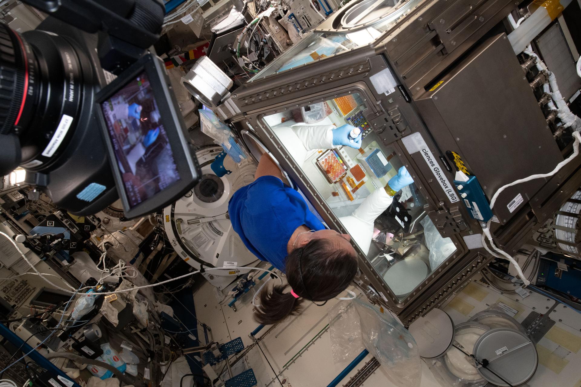 Female astronaut services donor cells inside the orbital laboratory's science glovebox