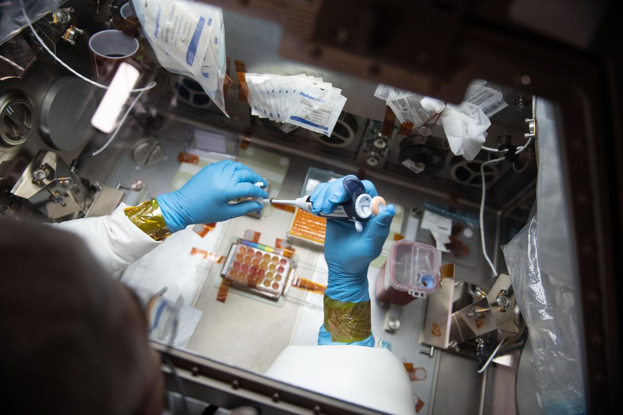 iss065e056791 (5/22/2021) --- NASA astronaut Mark Vande Hei works inside the Life Science Glovebox (LSG) for the Celestial Immunity study that may provide insights into new vaccines and drugs possibly advancing the commercialization of space. The LSG is located in the Kibo laboratory module from the Japan Aerospace Exploration Agency.