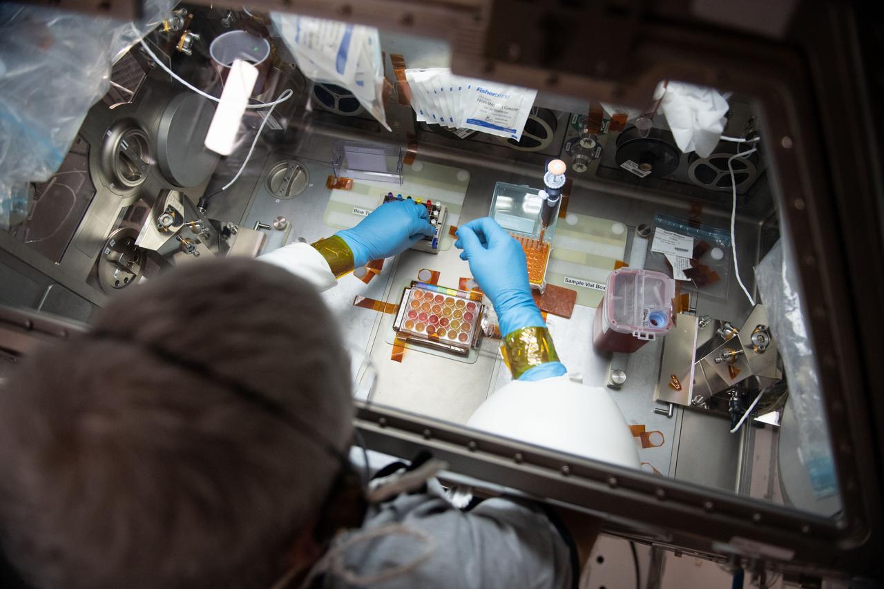 iss065e056805 (5/22/2021) --- NASA astronaut Mark Vande Hei works inside the Life Science Glovebox (LSG) for the Celestial Immunity study that may provide insights into new vaccines and drugs possibly advancing the commercialization of space. The LSG is located in the Kibo laboratory module from the Japan Aerospace Exploration Agency.