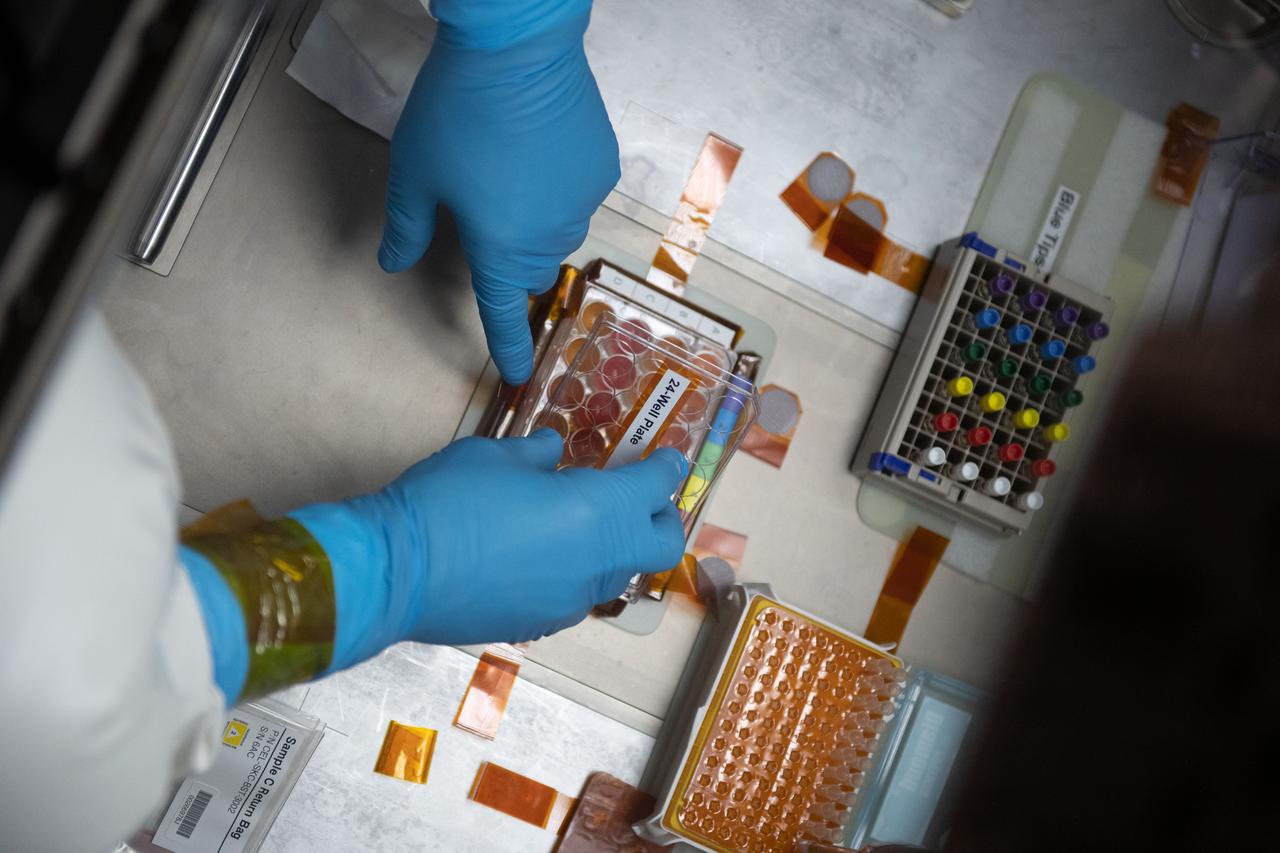 iss065e056810 (5/22/2021) --- NASA astronaut Mark Vande Hei works inside the Life Science Glovebox (LSG) for the Celestial Immunity study that may provide insights into new vaccines and drugs possibly advancing the commercialization of space. The LSG is located in the Kibo laboratory module from the Japan Aerospace Exploration Agency.