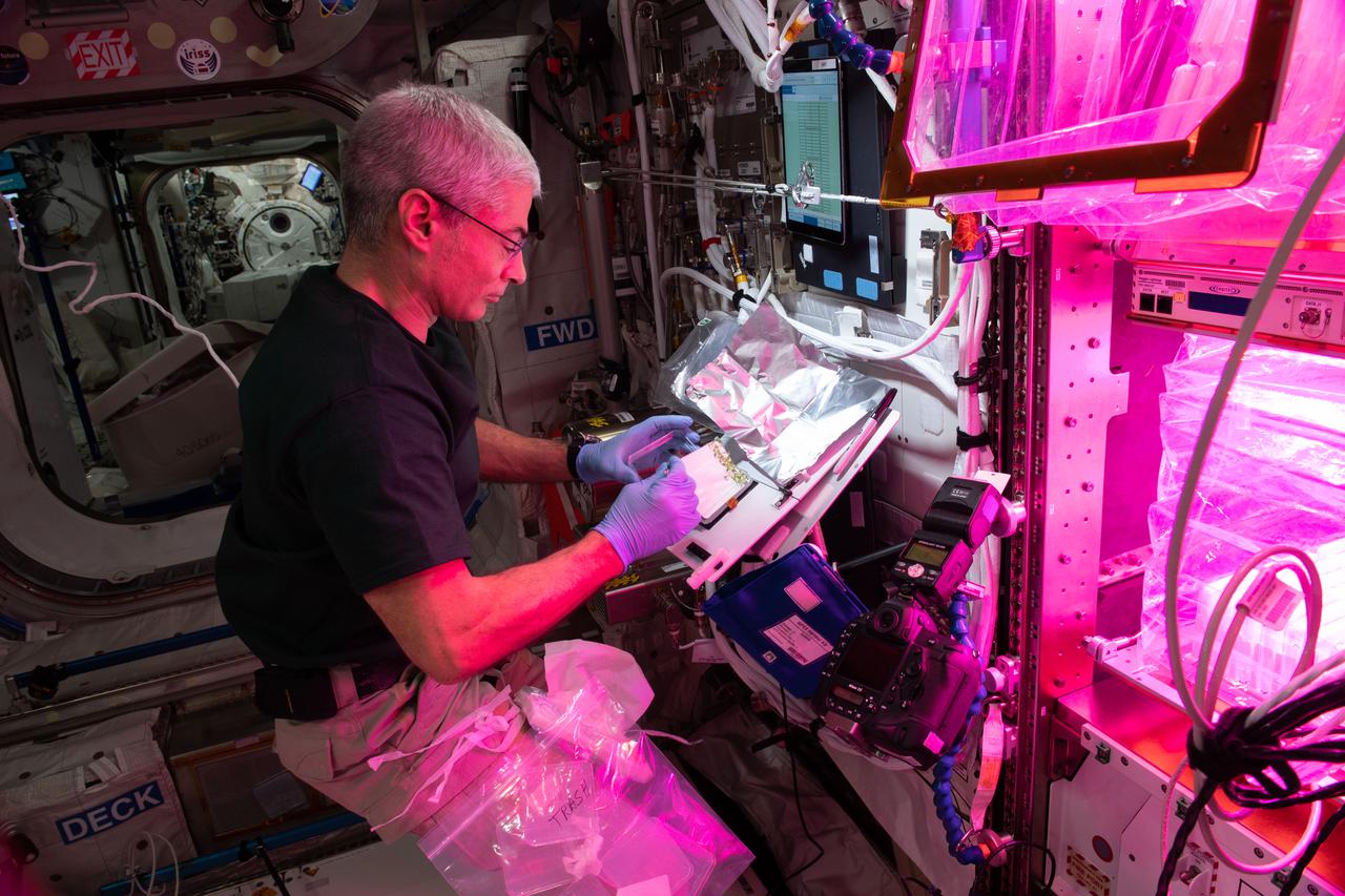 iss065e147928 (June 26, 2021) --- NASA astronaut and Expedition 65 Flight Engineer Mark Vande Hei harvests plants growing in petri plates inside the Veggie facility for the APEX-7 (Advanced Plant Experiment-07) space botany study.