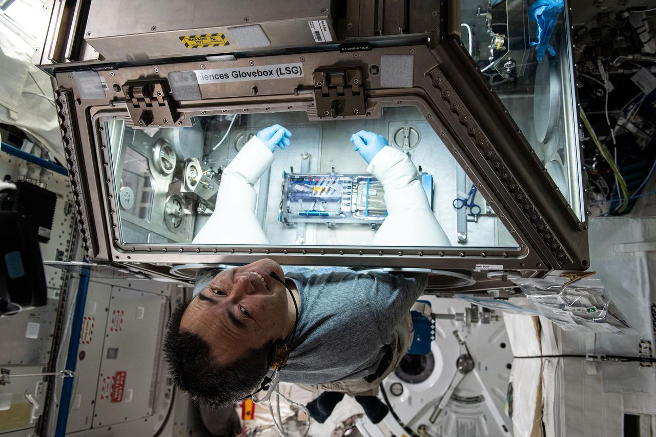 Expedition 65 Commander Akihiko Hoshide of the Japan Aerospace Exploration Agency (JAXA) studies microbes called tardigrades, also known as "water bears", inside the Kibo laboratory module's Life Sciences Glovebox for the Cell Science-04 biology experiment. The study seeks to identify genes that adapt best to the harsh environment of microgravity.