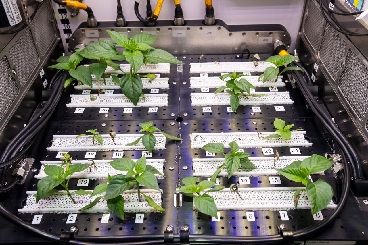 iss065e235366 (8/10/2021) --- Hatch Green Chile plants are pictured growing in the Advanced Plant Habitat aboard the International Space Station (ISS). The Microgravity Growth of New Mexico Hatch Green Chile as a Technical Display of Advanced Plant Habitat’s Capabilities (Plant Habitat-04) demonstrates using the Advanced Plant Habitat (APH) by growing peppers in space for the first time.