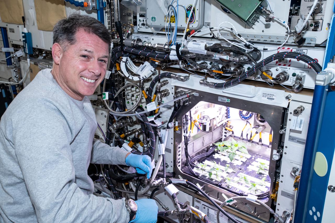 iss065e235375 (Aug. 10, 2021) --- NASA astronaut and Expedition 65 Flight Engineer Shane Kimbrough checks Hatch chile plants growing for the Advanced Plant Habitat-04 space botany investigation taking place inside the Columbus laboratory module.