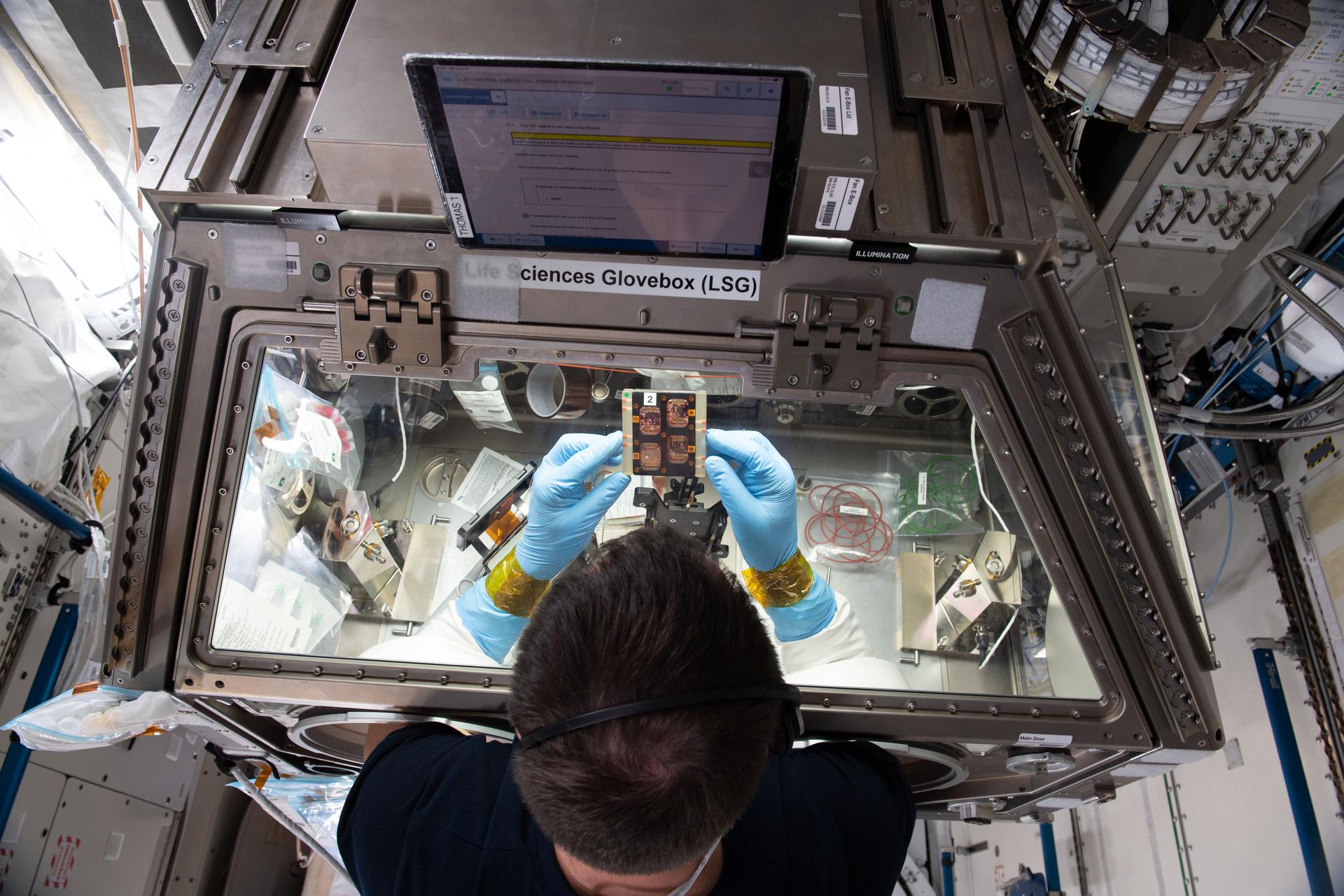 Astronaut operating scientific experiment in ISS Life Sciences Glovebox. Credit: NASA