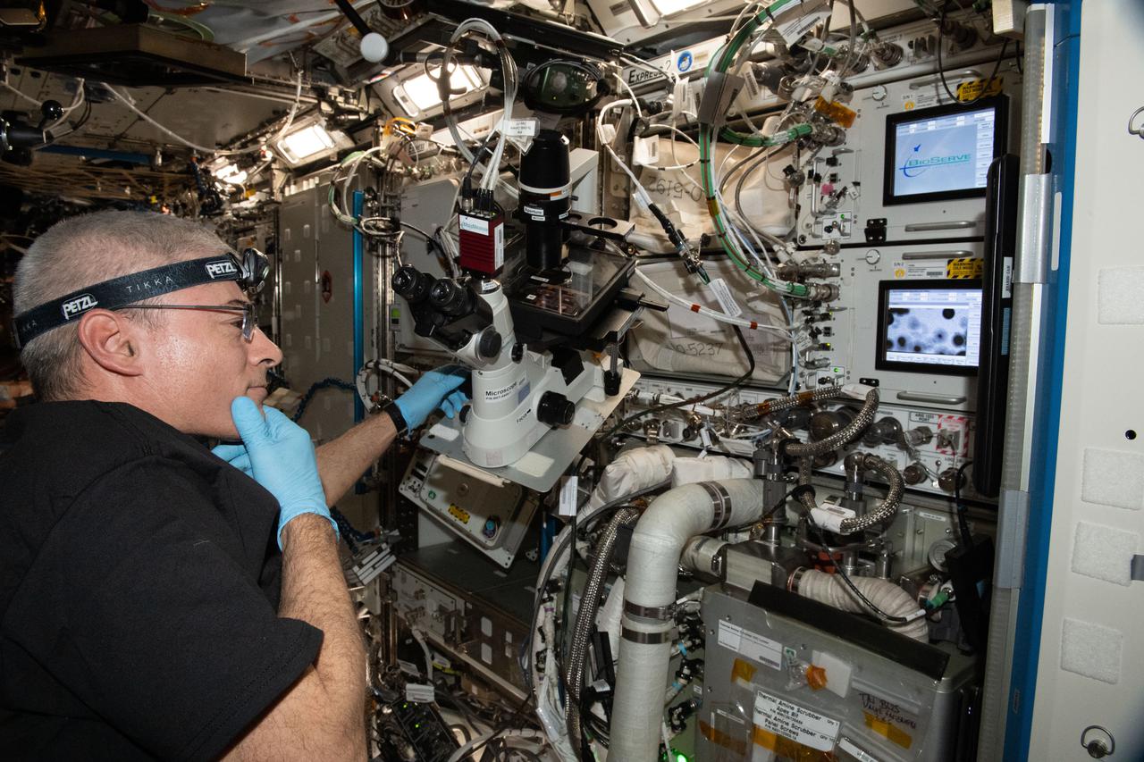 iss065e242415 (Aug. 15, 2021) --- NASA astronaut and Expedition 65 Flight Engineer Mark Vande Hei performs microscopy operations to capture images of the Cardinal Muscle investigation BioCells wells aboard the International Space Station. This study tests whether such engineered tissues cultured in space could provide a model for studying muscle loss and assessing possible therapeutics prior to clinical trials.