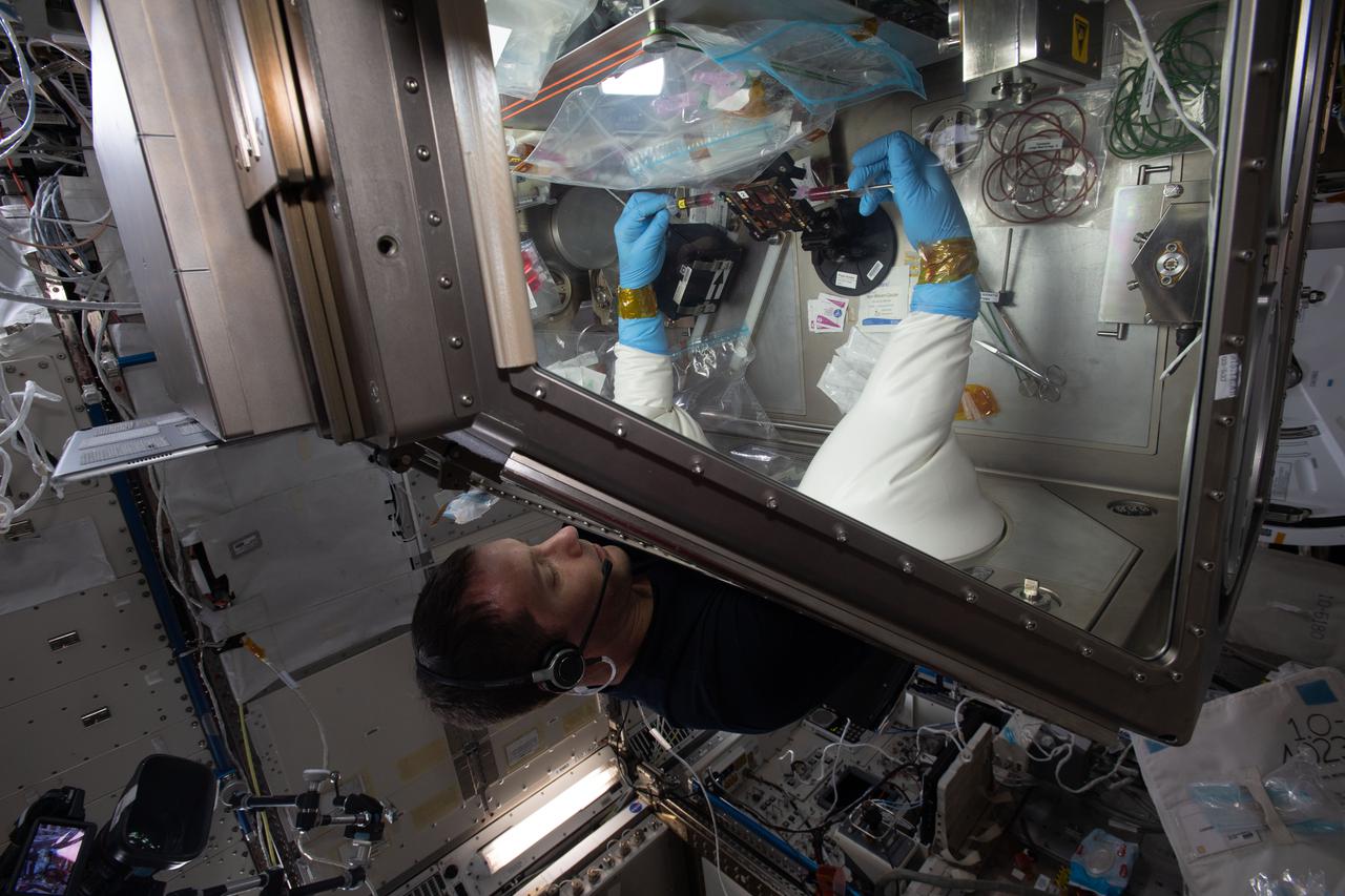 iss065e242454 (Aug. 14, 2021) --- European Space Agency astronaut and Expedition 65 Flight Engineer Thomas Pesquet works on the Cardinal Muscle investigation in the Life Sciences Glovebox aboard the International Space Station. This study tests whether such engineered tissues cultured in space could provide a model for studying muscle loss and assessing possible therapeutics prior to clinical trials.