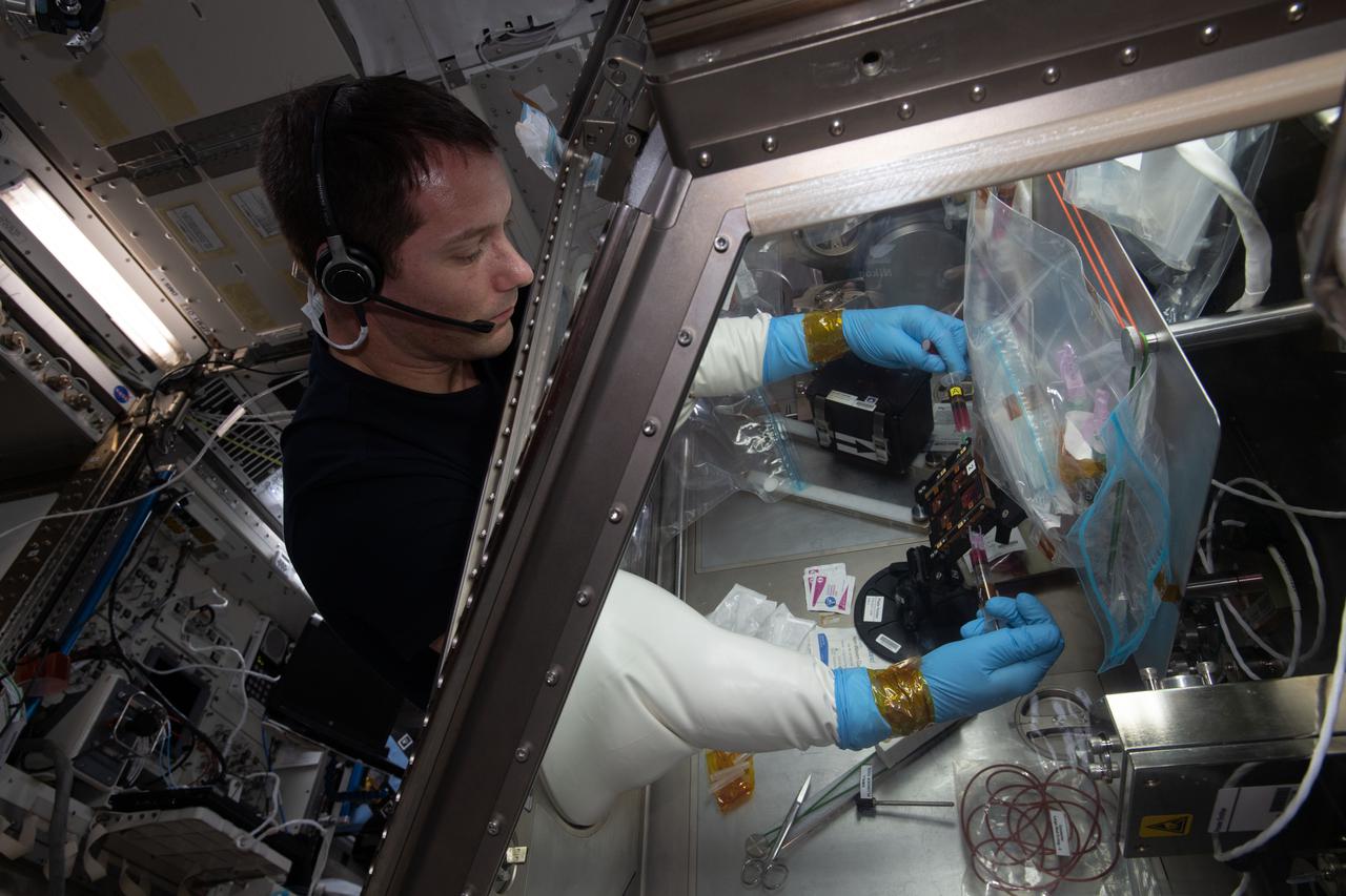 iss065e242456 (Aug. 14, 2021) --- European Space Agency astronaut and Expedition 65 Flight Engineer Thomas Pesquet works on the Cardinal Muscle investigation in the Life Sciences Glovebox aboard the International Space Station. This study tests whether such engineered tissues cultured in space could provide a model for studying muscle loss and assessing possible therapeutics prior to clinical trials.