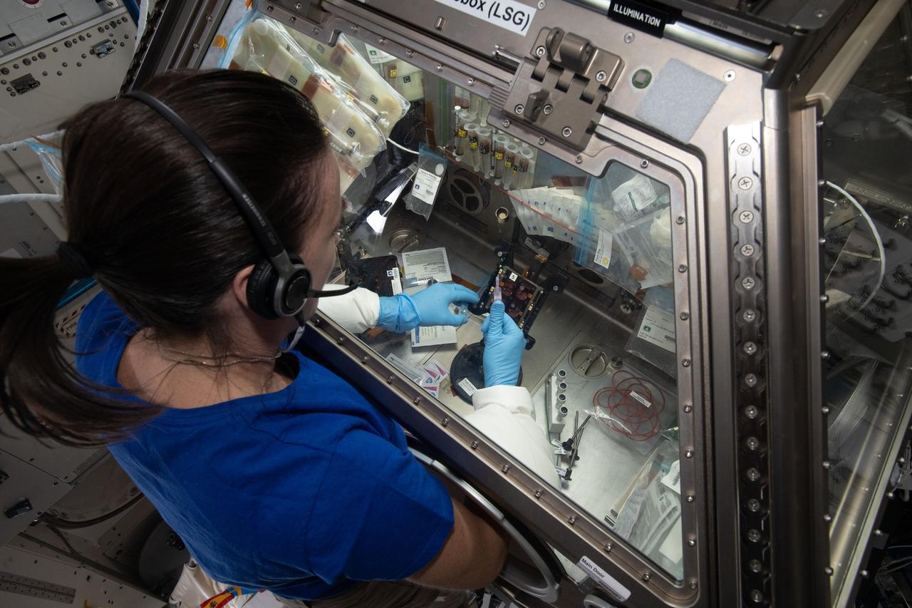 iss065e242471 (Aug. 14, 2021) --- NASA astronaut and Expedition 65 Flight Engineer Megan McArthur works on the Cardinal Muscle investigation in the Life Sciences Glovebox aboard the International Space Station. This study tests whether such engineered tissues cultured in space could provide a model for studying muscle loss and assessing possible therapeutics prior to clinical trials.