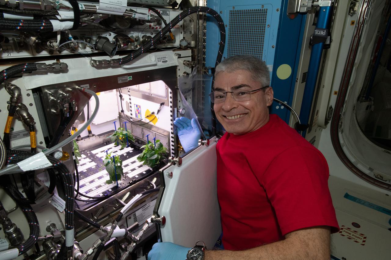 iss065e335291 (Aug. 31, 2021) --- NASA astronaut and Expedition 65 Flight Engineer Mark Vande Hei cleans up debris in the International Space Station’s Plant Habitat, which is growing Hatch Green chiles for the Plant Habitat-04 space crop experiment.