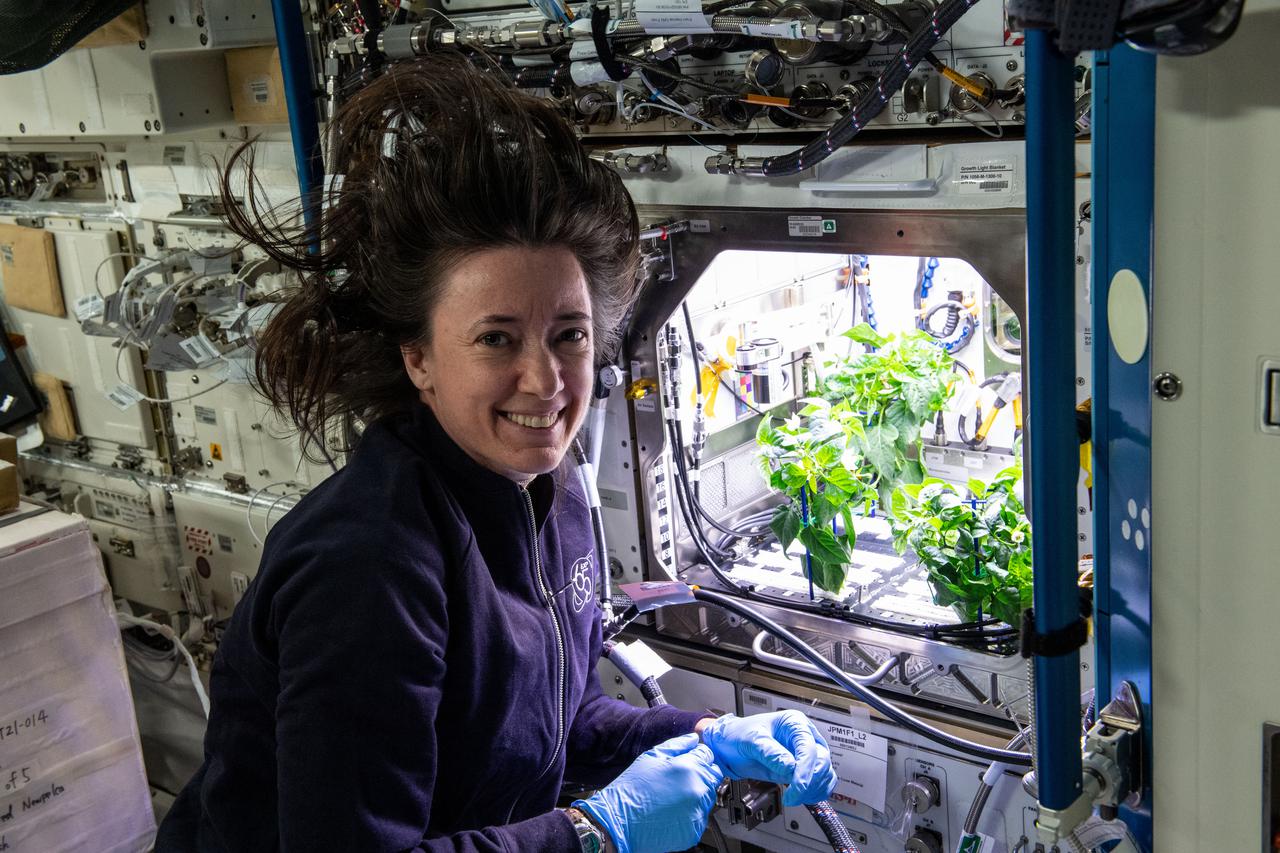 iss065e370568 (Sept. 10, 2021) --- NASA astronaut and Expedition 65 Flight Engineer Megan McArthur cleans up debris in the International Space Station’s Plant Habitat, which is growing Hatch Green chiles for the Plant Habitat-04 space crop experiment.