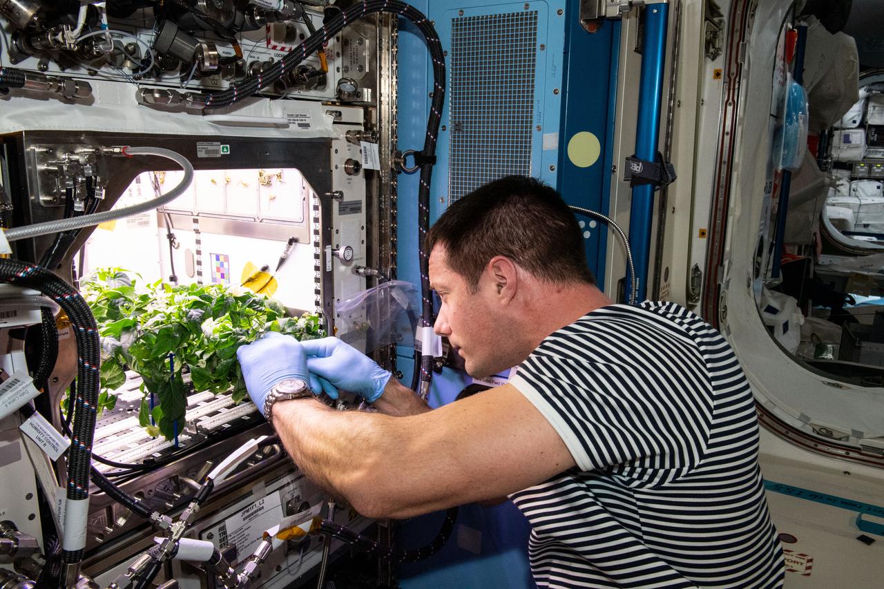 iss065e398600 (Sept. 20, 2021) --- ESA (European Space Agency) astronaut and Expedition 65 Flight Engineer Thomas Pesquet cleans up debris in the International Space Station’s Plant Habitat which is growing Hatch Green chiles for the Plant Habitat-04 space crop experiment.