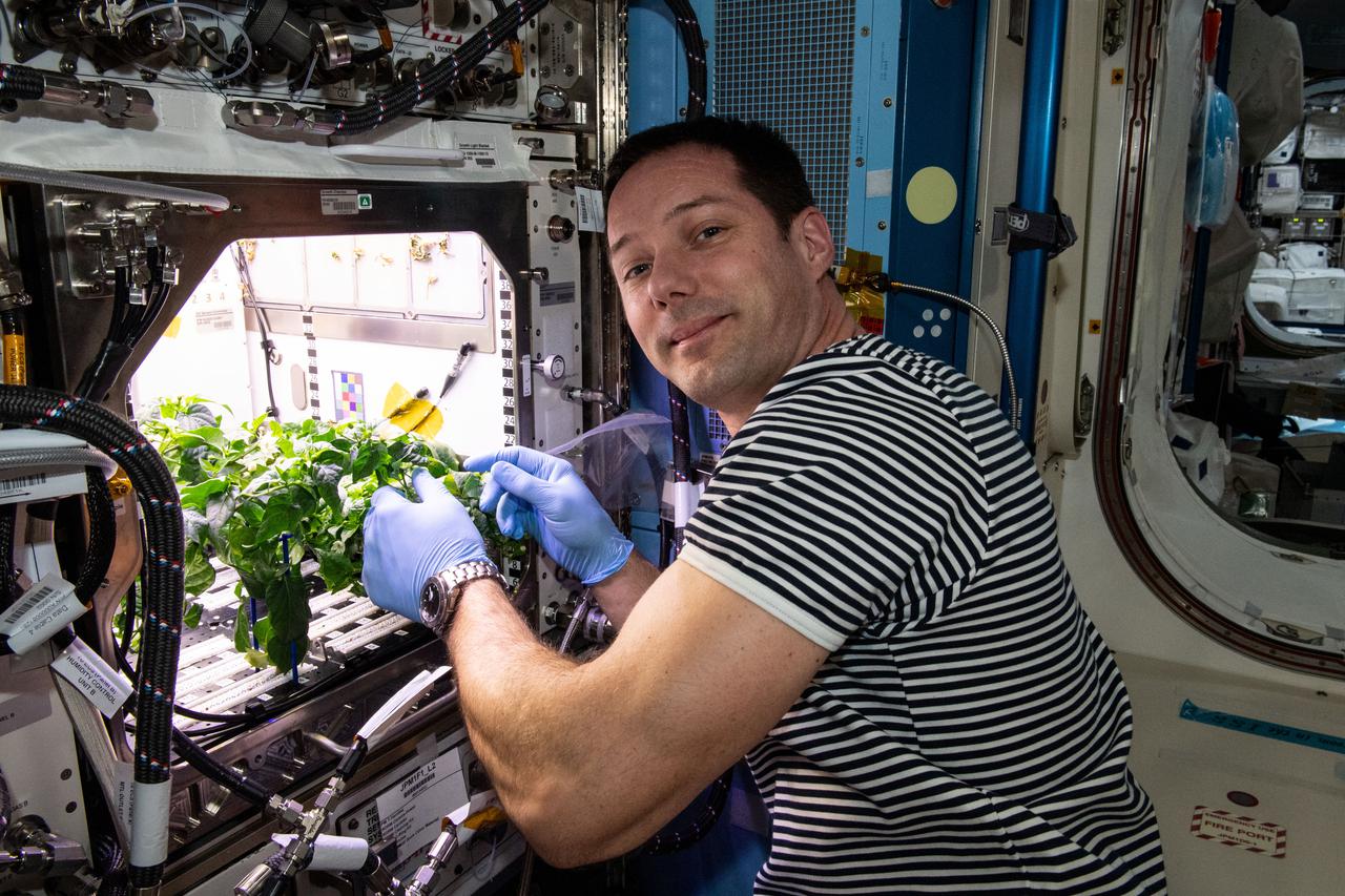 iss065e398603 (9/30/2021) --- European Space Agency (ESA) astronaut Thomas Pesquet cleans up debris in the International Space Station’s Plant Habitat, which is growing Hatch Green chiles for the Plant Habitat-04 space crop experiment.