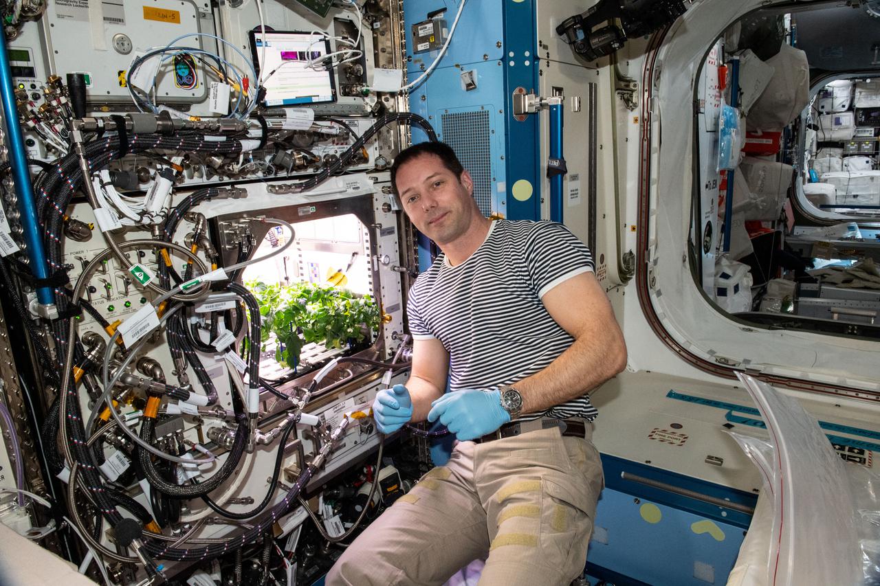 iss065e398621 (Sept. 20, 2021) --- ESA (European Space Agency) astronaut and Expedition 65 Flight Engineer Thomas Pesquet cleans up debris in the International Space Station’s Plant Habitat which is growing Hatch Green chiles for the Plant Habitat-04 space crop experiment.
