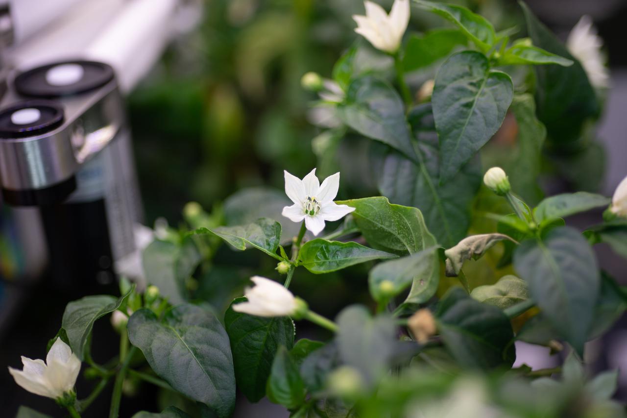 iss065e434036 (9/30/2021) --- Hatch Green Chile plants are pictured growing in the Advanced Plant Habitat aboard the International Space Station (ISS). The Microgravity Growth of New Mexico Hatch Green Chile as a Technical Display of Advanced Plant Habitat’s Capabilities (Plant Habitat-04) demonstrates using the Advanced Plant Habitat (APH) by growing peppers in space for the first time.