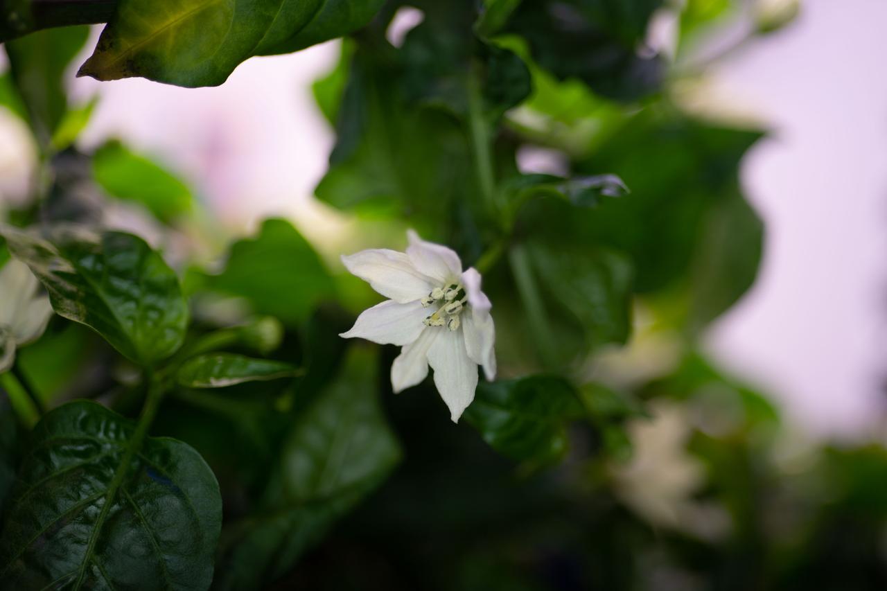 Hatch Green Chile plants are pictured growing in the Advanced Plant Habitat aboard the International Space Station (ISS). The Microgravity Growth of New Mexico Hatch Green Chile as a Technical Display of Advanced Plant Habitat’s Capabilities (Plant Habitat-04) demonstrates using the Advanced Plant Habitat (APH) by growing peppers in space for the first time.