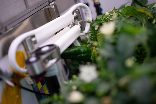 NASA image: Chile Peppers on ISS