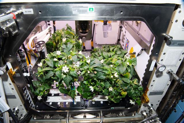NASA image: Chile Peppers on ISS