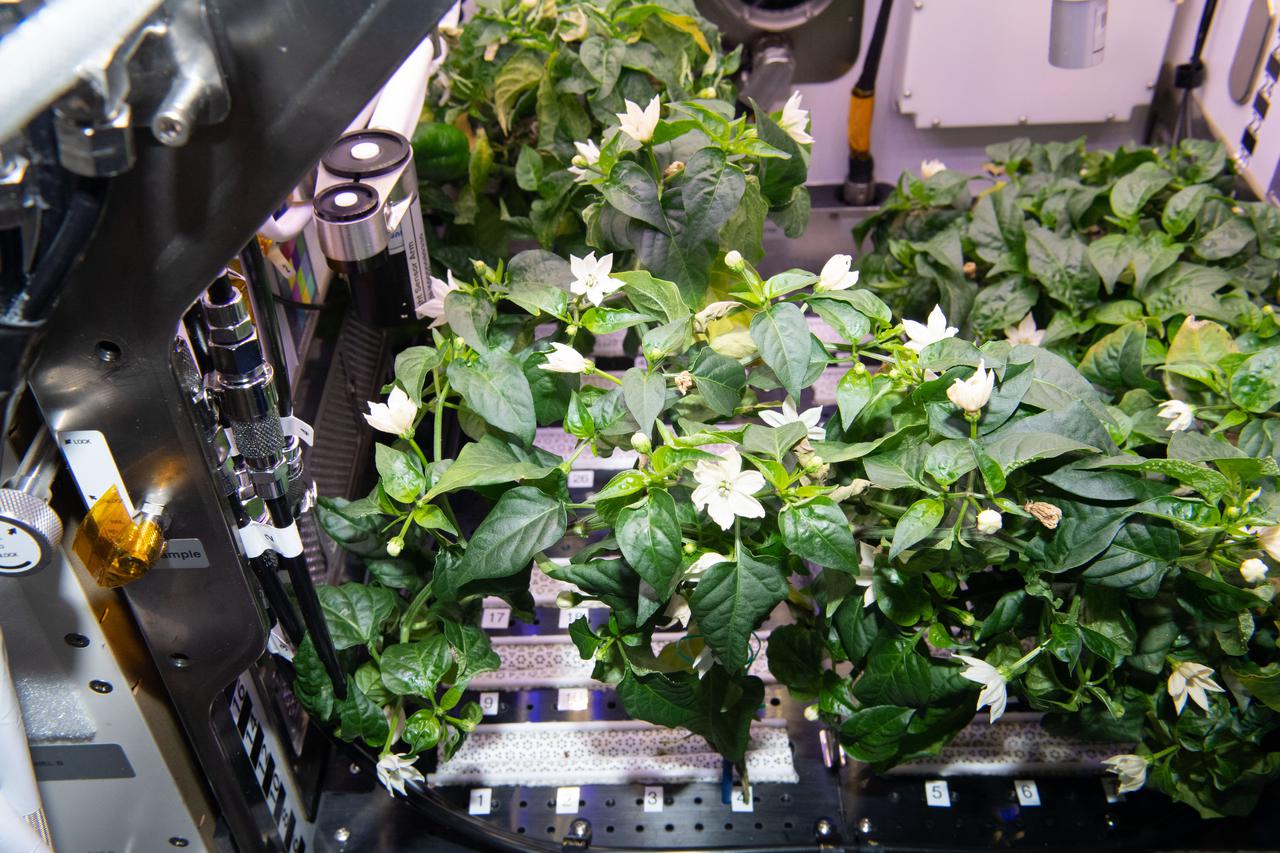 iss065e434054 (9/30/2021) --- Hatch Green Chile plants are pictured growing in the Advanced Plant Habitat aboard the International Space Station (ISS). The Microgravity Growth of New Mexico Hatch Green Chile as a Technical Display of Advanced Plant Habitat’s Capabilities (Plant Habitat-04) demonstrates using the Advanced Plant Habitat (APH) by growing peppers in space for the first time.