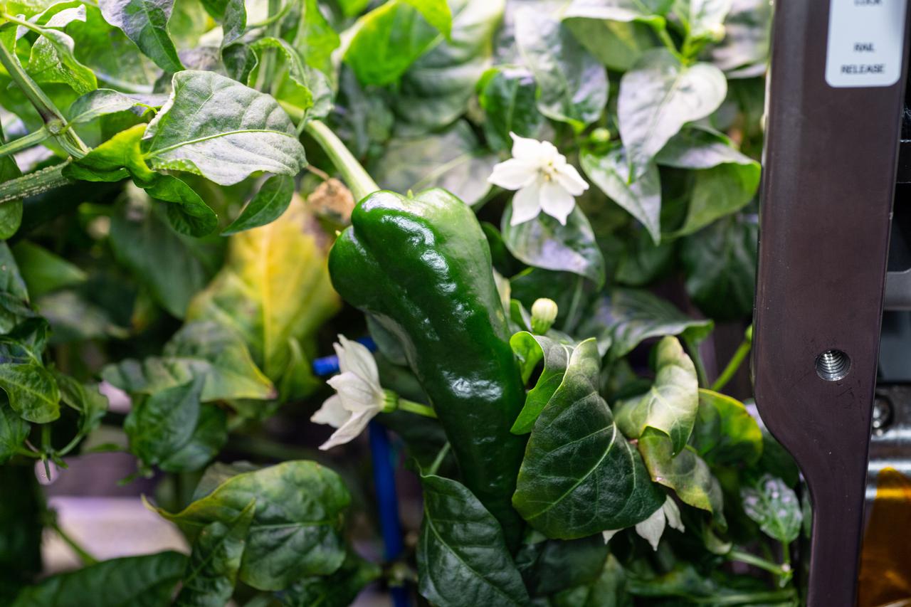 iss066e006170 (October 20, 2021) -- A view of a green chile pepper being grown as part of the Plant Habitat-04 investigation aboard the International Space Station. This is the first time chile peppers are being grown aboard the orbiting laboratory, and are one of the most complex plant experiments on the station to date because of the long germination and growing times. The pepper seeds were activated on July 12. 2021 and will grow for about four months, during which time they will be harvested twice. Astronauts will sample some of the peppers and return the rest to Earth for scientific analysis.