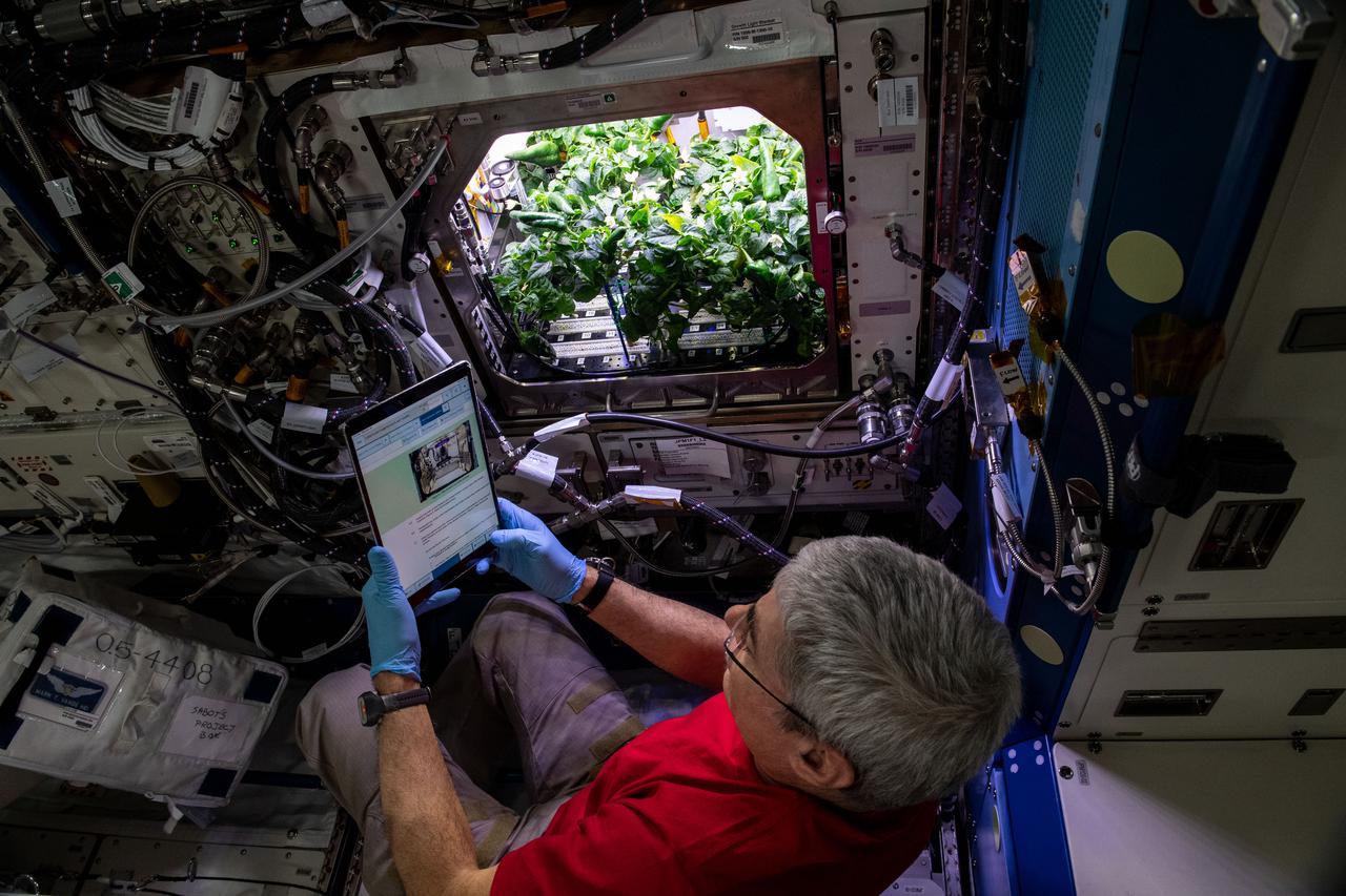 iss066e008125 (October 20, 2021) -- NASA astronaut and Expedition 65 Flight Engineer Mark Vande Hei prepares for the routine debris removal procedure for chile peppers growing in the Advanced Plant Habitat as part of the Plant Habit-04 experiment being conducted aboard the International Space Station. The chile pepper seeds started growing on July 12, 2021, and represent one of the longest and most challenging plant experiments attempted aboard the orbiting laboratory. They will be harvested twice, once in late October and again in late November. Astronauts will sanitize the peppers, eat part of their harvest, and return the rest to Earth for analysis. What we learn will inform future crop growth and food supplementation activities for deep space exploration.