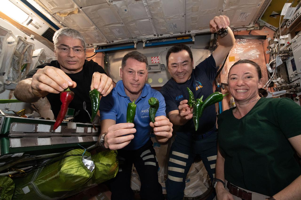 iss066e023255 (Oct. 29, 2021) --- Expedition 65 Flight Engineers (from left) Mark Vande Hei, Shane Kimbrough, Akihiko Hoshide and Megan McArthur, pose with chile peppers grown in space for the first time aboard the International Space Station for the Plant Habitat-04 investigation.