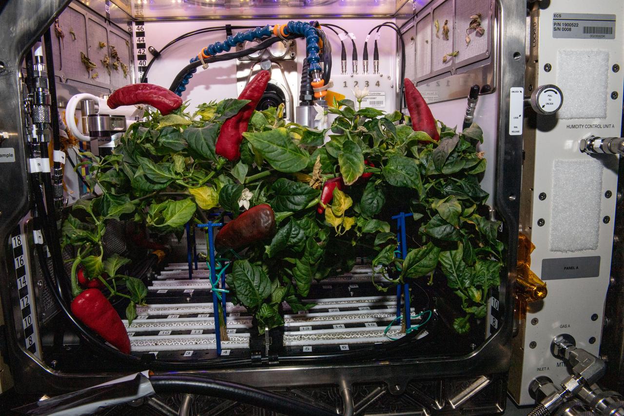 View of Chile Peppers growing inside the Advanced Plant Habitat in the Columbus Module during Expedition 66.