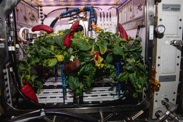 NASA image: Chile Peppers growing inside the Advanced Plant Habitat in the Columbus Module during Expedition 66
